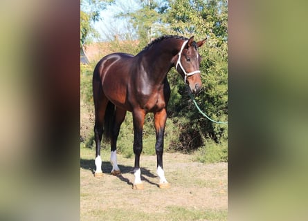 Belgisch Warmbloed, Hengst, 2 Jaar, 172 cm, Donkerbruin