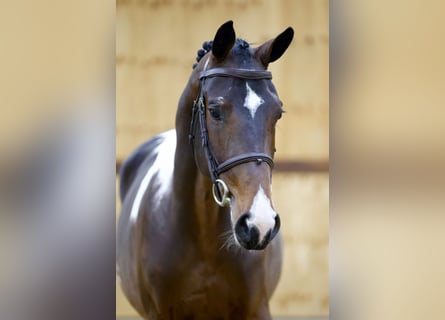 Belgisch Warmbloed, Hengst, 2 Jaar, Tovereo-alle-kleuren