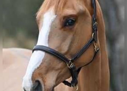 Belgisch Warmbloed, Hengst, 3 Jaar, 160 cm, Donkere-vos