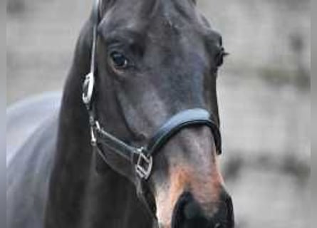 Belgisch Warmbloed, Hengst, 3 Jaar, 164 cm, Donkerbruin