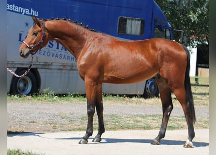 Belgisch Warmbloed, Hengst, 3 Jaar, 166 cm, Bruin