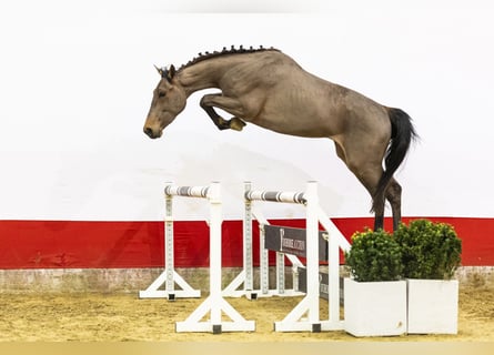 Belgisch Warmbloed, Hengst, 3 Jaar, 166 cm