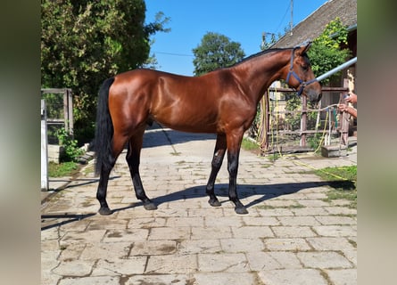 Belgisch Warmbloed, Hengst, 3 Jaar, 169 cm, Bruin