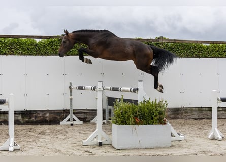 Belgisch Warmbloed, Hengst, 3 Jaar, 169 cm, Bruin