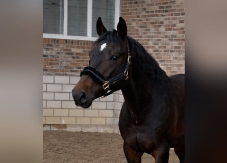 Belgisch Warmbloed, Hengst, 3 Jaar, 169 cm, Donkerbruin