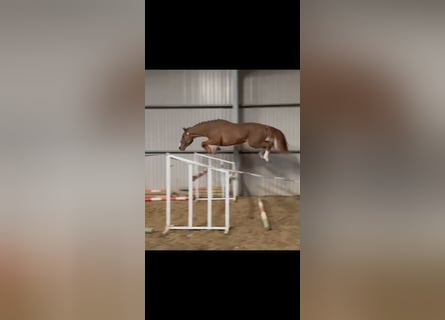 Belgisch Warmbloed, Hengst, 3 Jaar, 169 cm