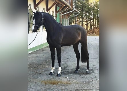 Belgisch Warmbloed, Hengst, 3 Jaar, 170 cm, Donkerbruin