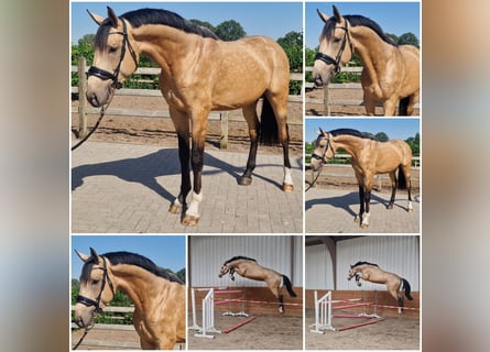 Belgisch Warmbloed, Hengst, 3 Jaar, Buckskin