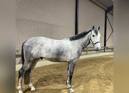 Belgisch Warmbloed, Hengst, 5 Jaar, 172 cm, Schimmel