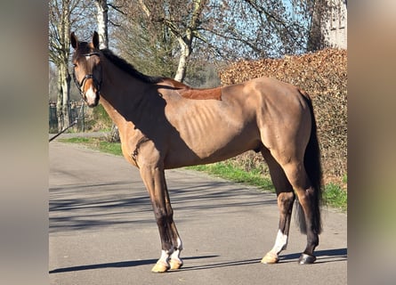 Belgisch Warmbloed, Hengst, 8 Jaar, 170 cm, Lichtbruin