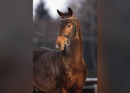 Belgisch Warmbloed, Hengst, 17 Jaar, 168 cm, Bruin