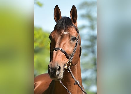 Belgisch Warmbloed, Hengst, 19 Jaar, 169 cm, Bruin