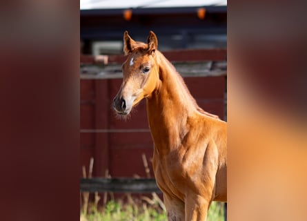 Belgisch Warmbloed, Hengst, Veulen (05/2025), 173 cm