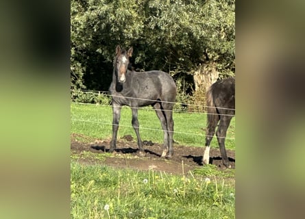 Belgisch Warmbloed, Hengst, Veulen (05/2026), Blauwschimmel
