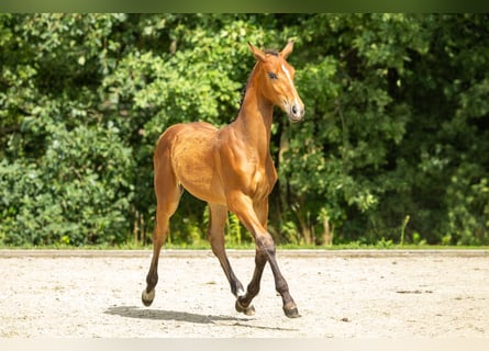 Belgisch Warmbloed, Hengst, Veulen (03/2025), Bruin