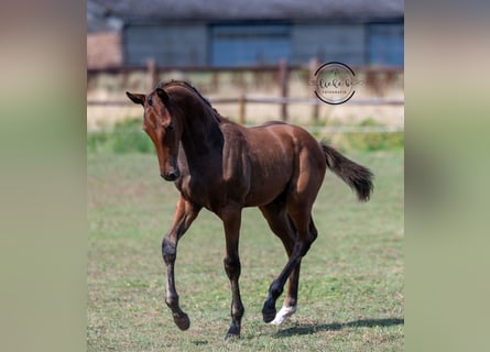 Belgisch Warmbloed, Hengst, Veulen (04/2025), Bruin