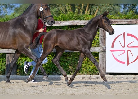 Belgisch Warmbloed, Hengst, veulen (05/2024), Donkerbruin