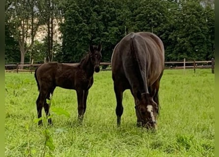 Belgisch Warmbloed, Hengst, veulen (01/2024), Donkerbruin