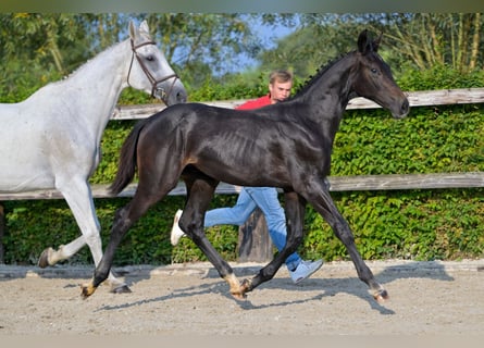 Belgisch Warmbloed, Hengst, veulen (03/2024), Donkerbruin