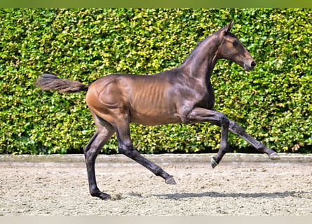 Belgisch Warmbloed, Hengst, veulen (04/2024), Donkerbruin