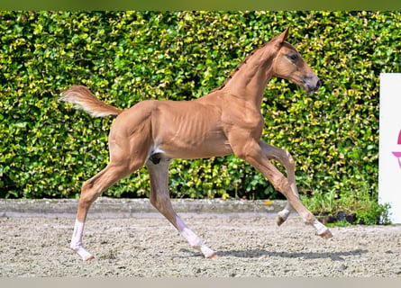 Belgisch Warmbloed, Hengst, veulen (06/2024), Donkere-vos