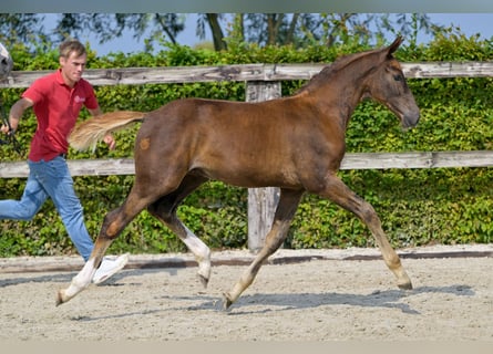 Belgisch Warmbloed, Hengst, veulen (05/2024), Donkere-vos