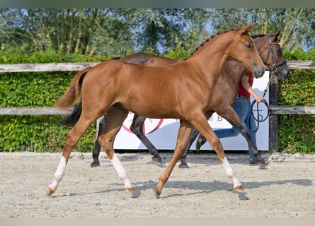 Belgisch Warmbloed, Hengst, veulen (03/2024), Donkere-vos