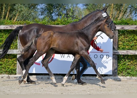 Belgisch Warmbloed, Hengst, veulen (05/2024)