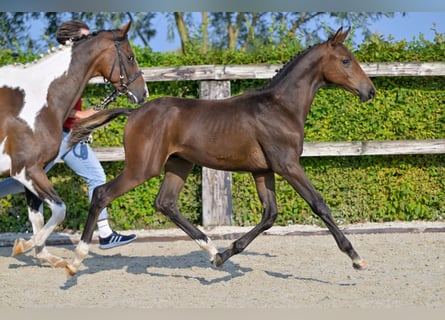 Belgisch Warmbloed, Hengst, veulen (04/2024), Roodbruin