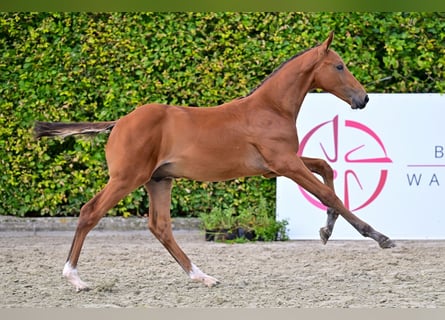 Belgisch Warmbloed, Hengst, veulen (05/2024), Roodbruin