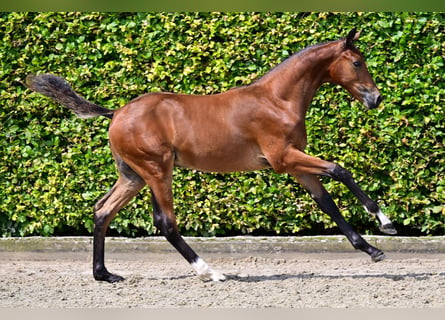 Belgisch Warmbloed, Hengst, veulen (04/2024), Roodbruin