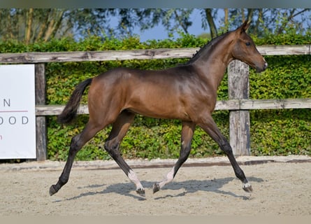 Belgisch Warmbloed, Hengst, veulen (05/2024), Roodbruin