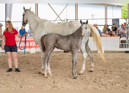 Belgisch Warmbloed, Hengst, Veulen (04/2026), Schimmel
