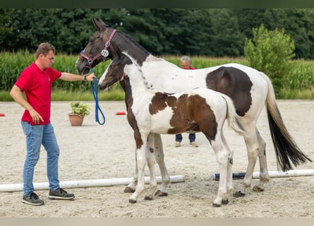 Belgisch Warmbloed, Hengst, Veulen (04/2025)