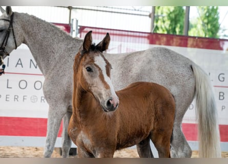 Belgisch Warmbloed, Hengst, Veulen (04/2026)