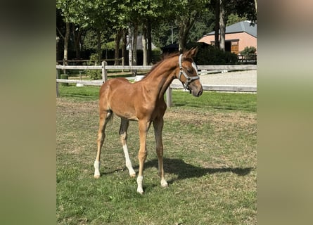 Belgisch Warmbloed, Hengst, Veulen (06/2025), Vos