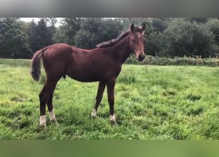 Belgisch Warmbloed, Hengst, Veulen (05/2025), Vos