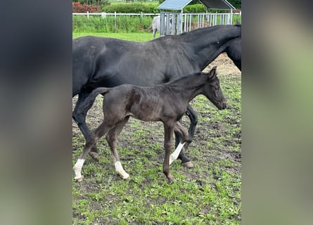 Belgisch Warmbloed, Hengst, veulen (04/2024), Zwart