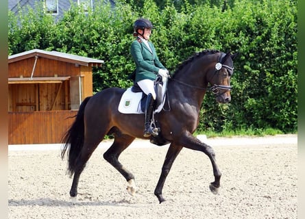 Belgisch Warmbloed, Hengst, 8 Jaar, 172 cm, Zwartbruin