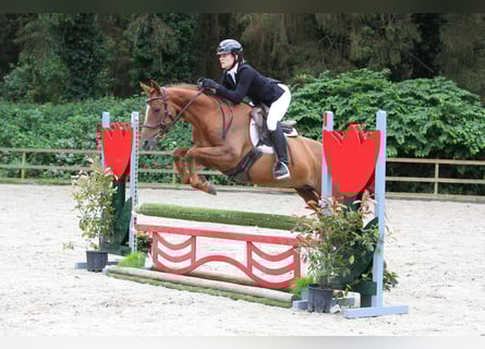 Belgisch Warmbloed, Merrie, 10 Jaar, 161 cm, Donkere-vos