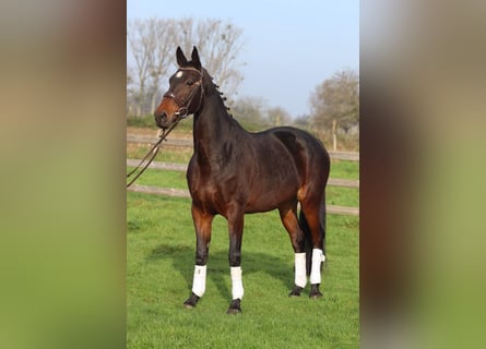 Belgisch Warmbloed, Merrie, 10 Jaar, 168 cm, Zwartbruin