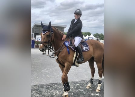 Belgisch Warmbloed, Merrie, 11 Jaar, 162 cm, Donkere-vos