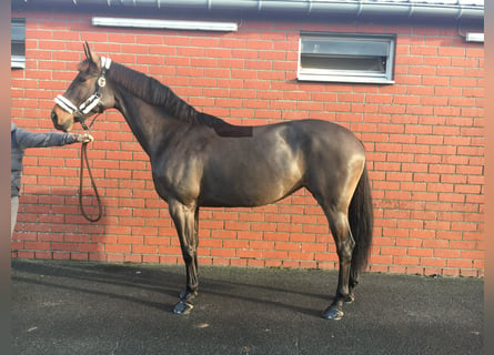 Belgisch Warmbloed, Merrie, 11 Jaar, 168 cm, Bruin