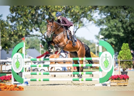 Belgisch Warmbloed, Merrie, 11 Jaar, 175 cm, Bruin