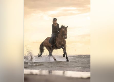 Belgisch Warmbloed, Merrie, 12 Jaar, 166 cm, Roodbruin