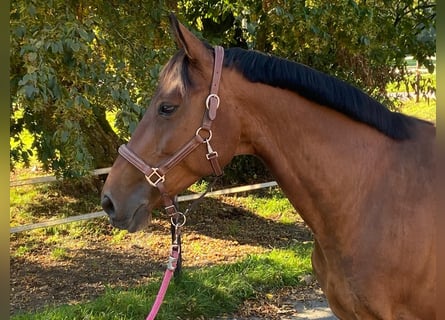 Belgisch Warmbloed, Merrie, 13 Jaar, 165 cm, Donkerbruin