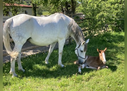 Belgisch Warmbloed, Merrie, 13 Jaar, 165 cm, Schimmel