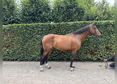 Belgisch Warmbloed, Merrie, 13 Jaar, 172 cm, Bruin