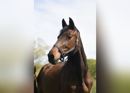 Belgisch Warmbloed, Merrie, 13 Jaar, Brauner