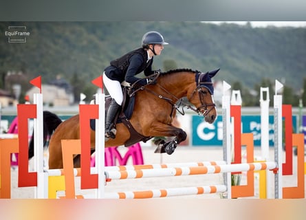 Belgisch Warmbloed, Merrie, 14 Jaar, 148 cm, Bruin